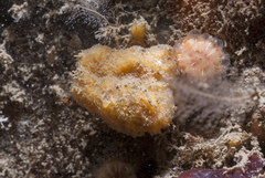 Axinella parva