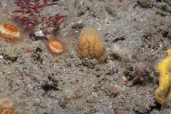 Axinella parva