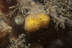 Axinella parva