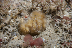 Axinella parva