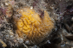 Axinella parva