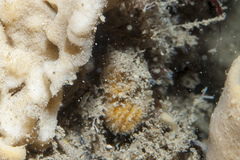 Axinella parva