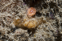 Axinella parva