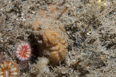 Axinella parva