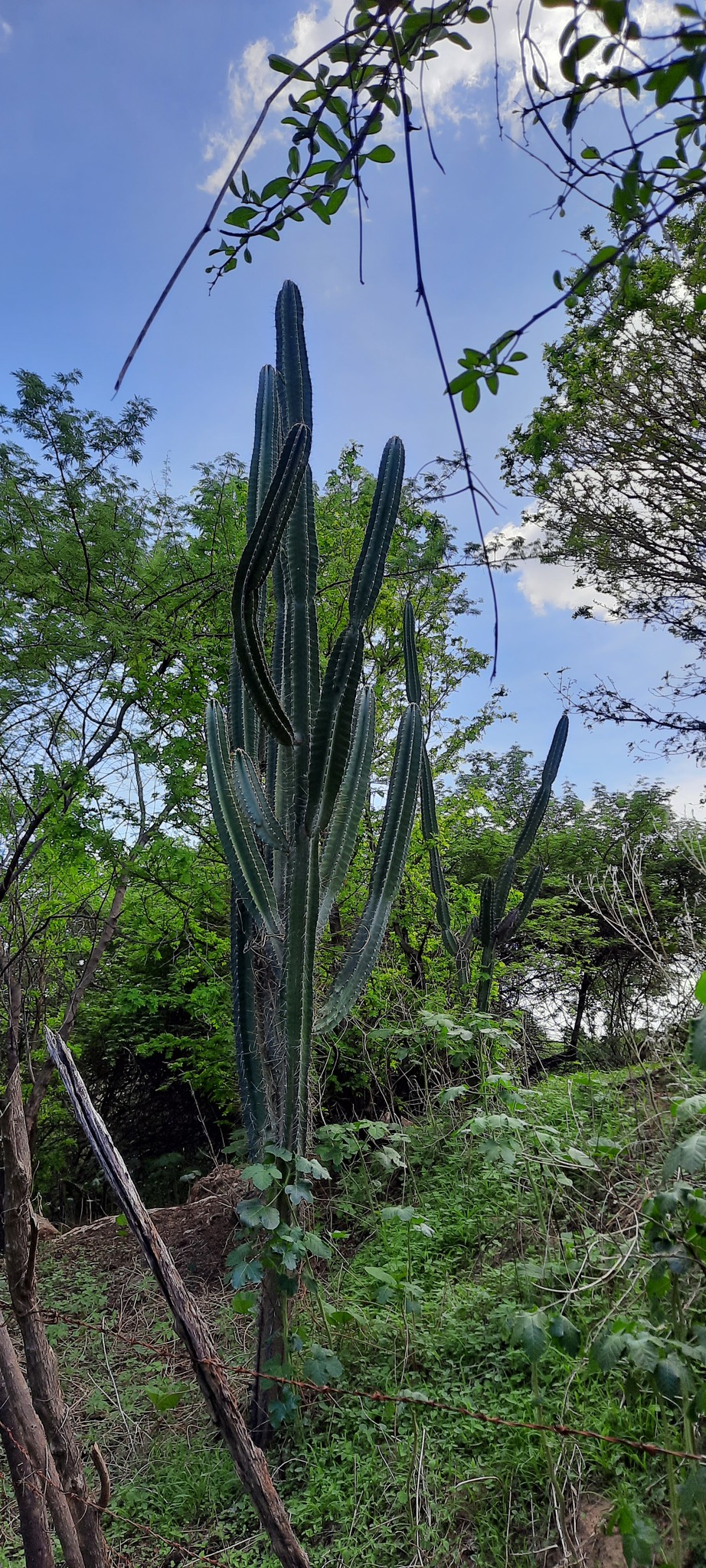 Cereus jamacaru