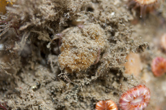 Axinella parva