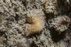 Axinella parva