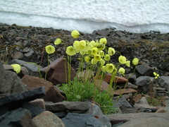 Papaver pulvinatum