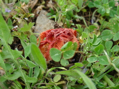 Colus hirudinosus
