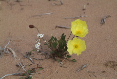 Papaver pulvinatum