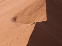 Meroles anchietae