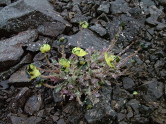 Papaver pulvinatum