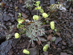 Papaver pulvinatum