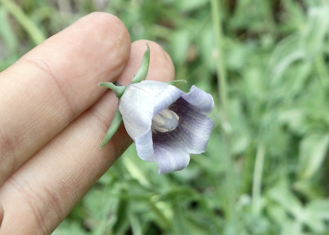 Codonopsis bactriana