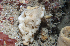 Phakellia ventilabrum