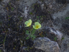 Papaver pulvinatum