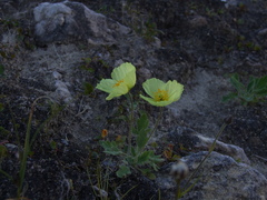 Papaver pulvinatum