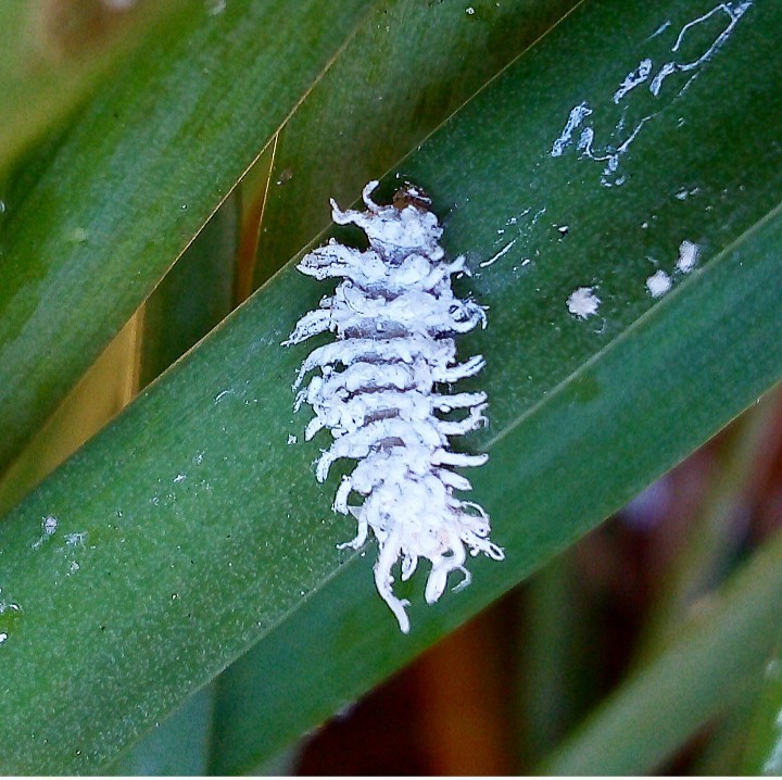 Mealybug Destroyer from Avenida Oriental on March 05, 2020 at 0114 PM