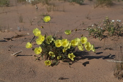 Papaver pulvinatum