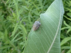 Euschistus servus euschistoides