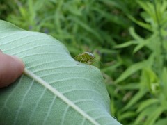 Euschistus servus euschistoides