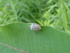 Euschistus servus euschistoides