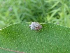 Euschistus servus euschistoides