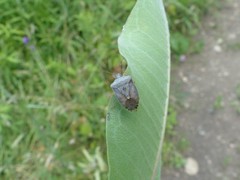 Euschistus servus euschistoides