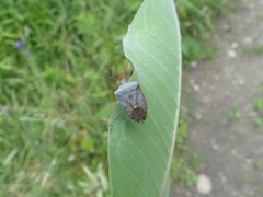 Euschistus servus euschistoides