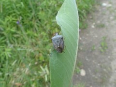 Euschistus servus euschistoides