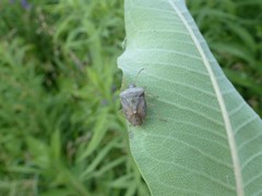 Euschistus servus euschistoides