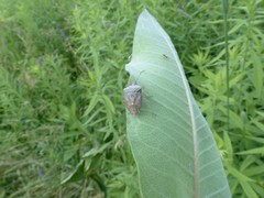 Euschistus servus euschistoides