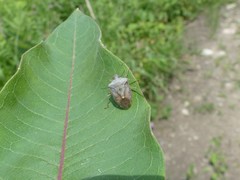 Euschistus servus euschistoides