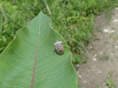 Euschistus servus euschistoides