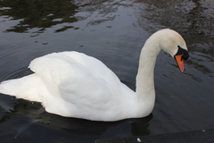 Cygnus olor