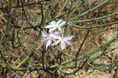 Glory-of-the-sun (Leucocoryne ixioides)
