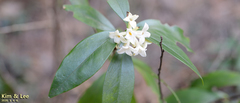Daphne kiusiana