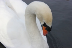 Cygnus olor