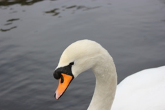 Cygnus olor