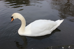 Cygnus olor