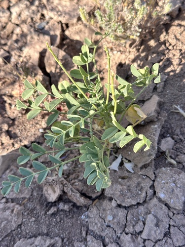 Salton Milkvetch (Astragalus crotalariae)
