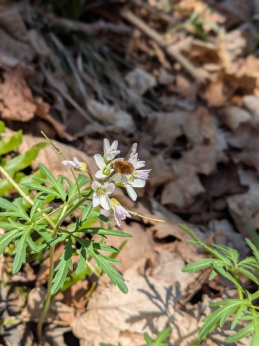 Unknown species found near Kentucky, US