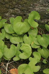 Maianthemum dilatatum