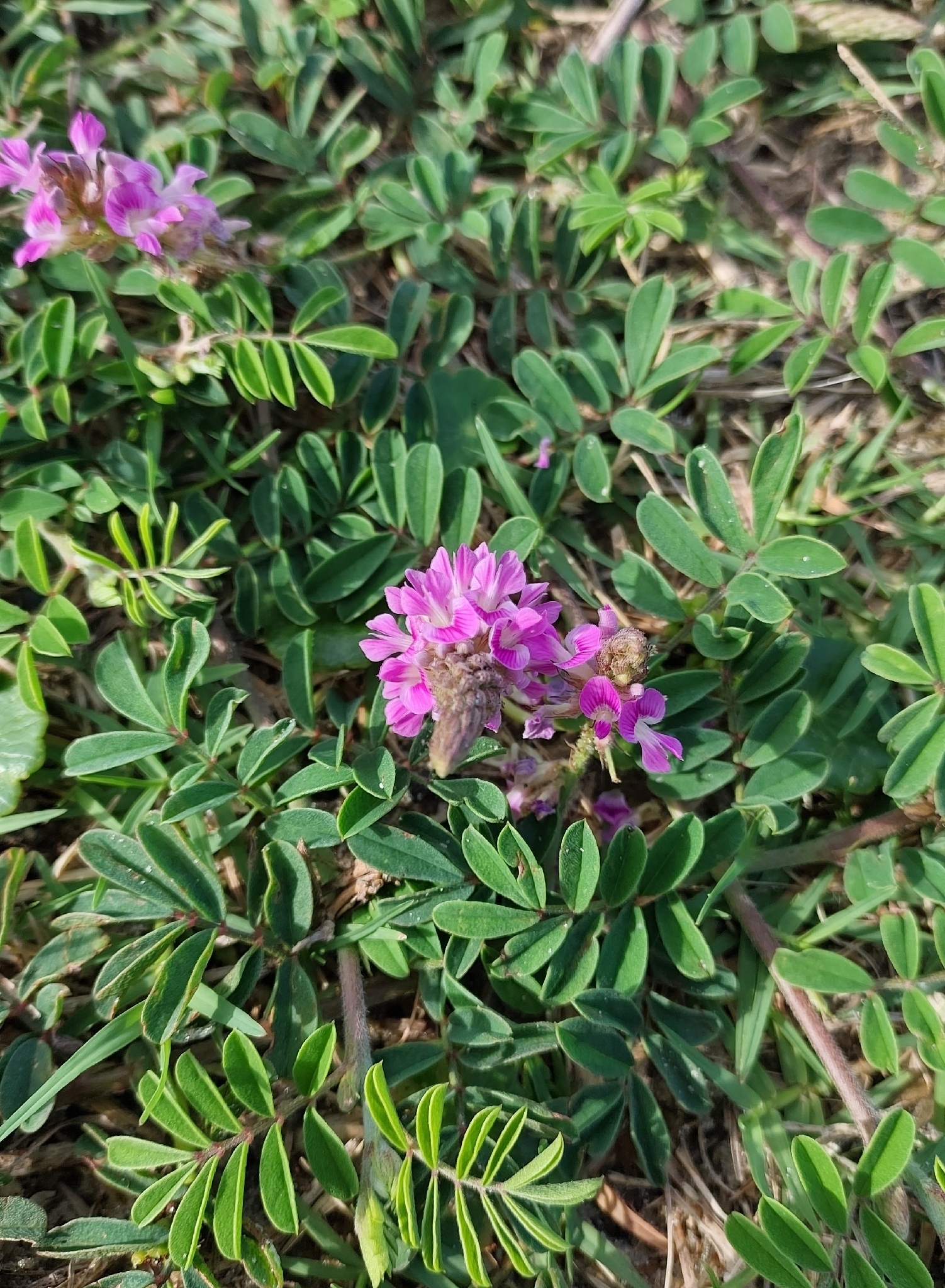 Indigofera sabulicola