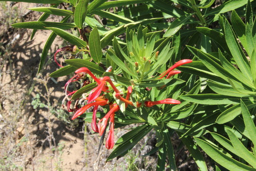 Devil's Tobacco (Lobelia excelsa)