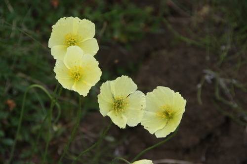 Arctic Poppy
