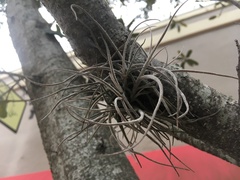 Tillandsia recurvata image
