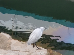 Egretta garzetta