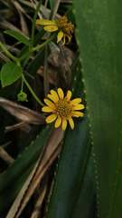 Wollastonia biflora