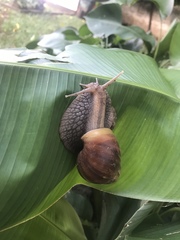 Lissachatina fulica